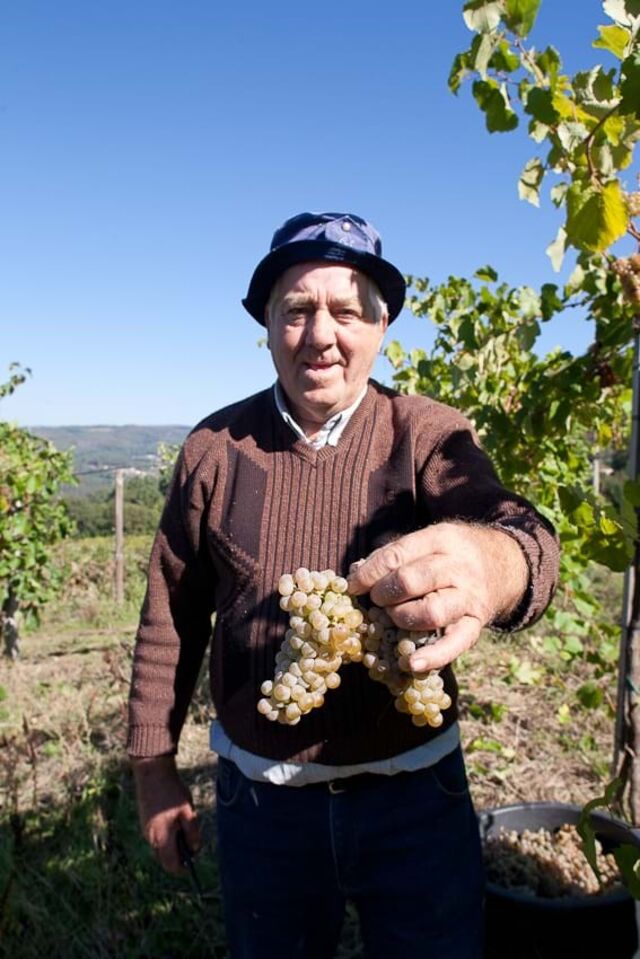 Vindimas na Quinta de Melgaço incluem enoturismo e gastronomia