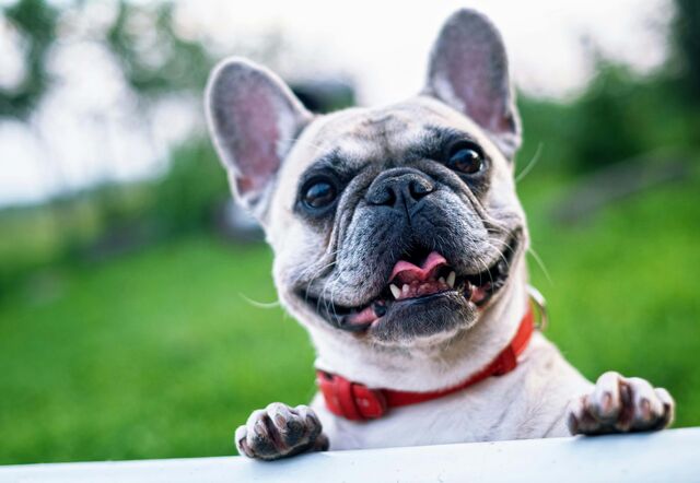 Em Portugal há 2,8 milhões de cães registados