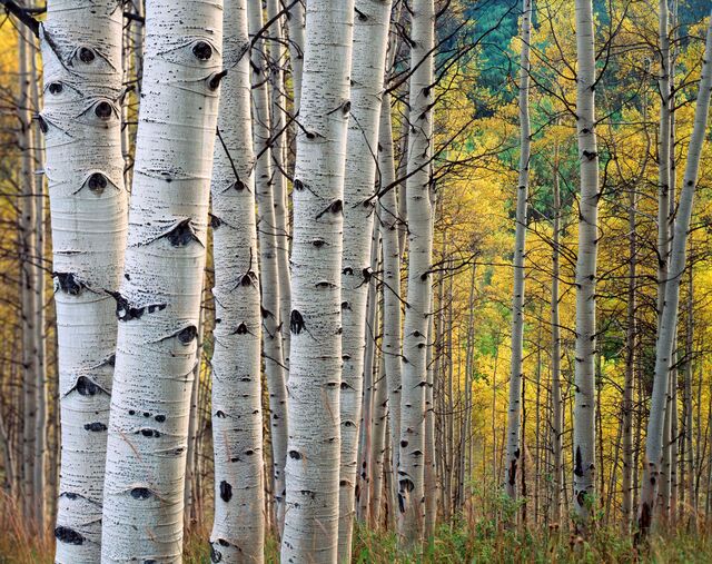 A fachada do edifício foi inspirada no choupo uma árvore típica das florestas do Colorado
