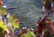 Legado 2019: a nova vida de um grande tinto 