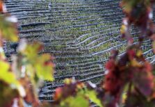 Legado 2019: a nova vida de um grande tinto