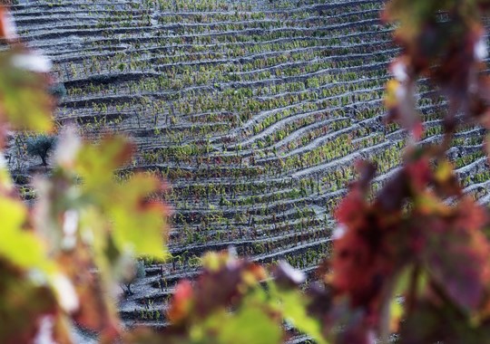 Legado 2019: a nova vida de um grande tinto 