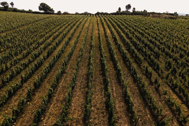 O vinho foi elaborado com castas tradicionais da região, Touriga Nacional, Touriga Franca e Tinta Roriz de uma vinha plantada em 1965.
