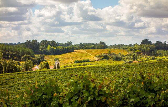 "No Douro, temos 780 hectares, por isso, diria que já chega, assim como no Dão, onde temos grande capacidade para aumentar a área de vinha dentro da Quinta Bella."