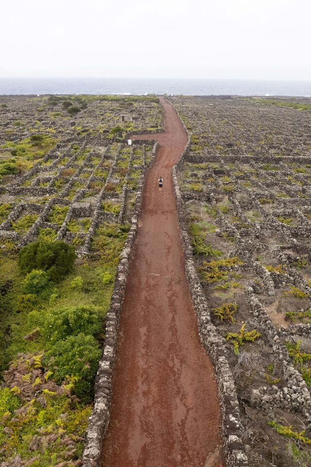 É aqui que são cultivadas as uvas das castas Verdelho, Arinto e Terrantez com as quais é feito o famoso vinho do Pico, cuja primeira referência data de 1591, numa crónica de Gaspar Frutuoso.