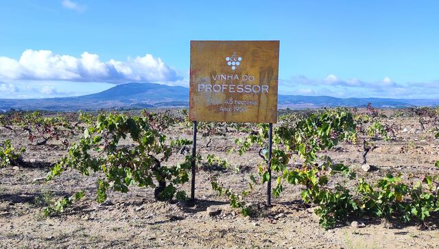 Até agora todas as castas eram vinificadas em conjunto, mas soubemos já que na última colheita as castas brancas foram vindimadas e vinificadas em separado, com a ideia de fazer um Vinha do Professor branco, que deverá se lançado para o mercado na primavera do próximo ano.