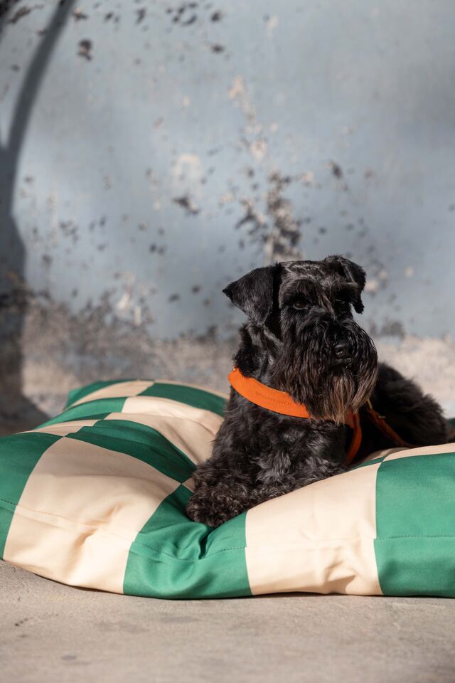 A OhMyDog&Co promove ainda a adoção responsável, contribuindo com parte das suas vendas para organizações de apoio a cães em perigo.