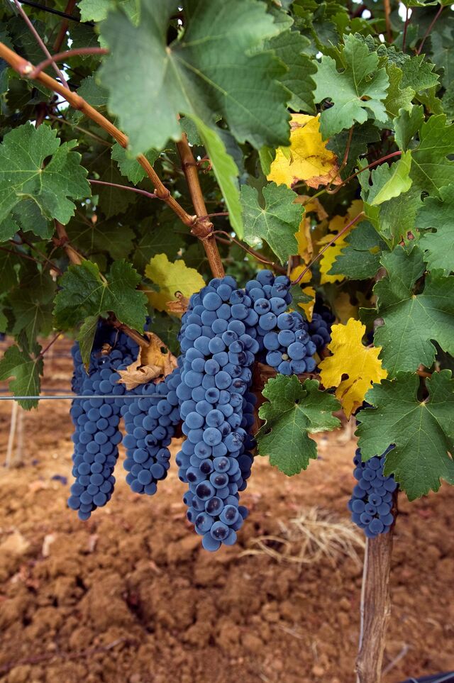 A responsável garante que o vinho "está no seu momento ótimo de consumo, no entanto, os vinhos da Rovisco Garcia têm, quase sempre, longevidade".
