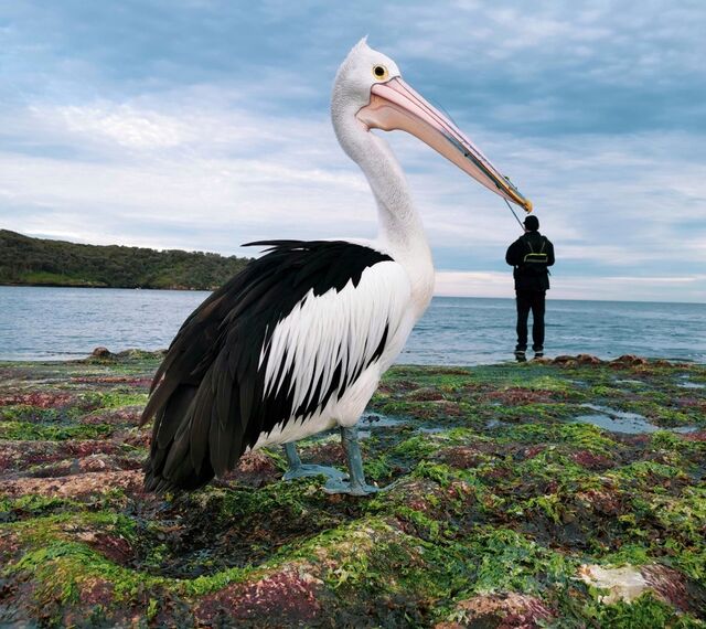 "Pick a Beak", tirada com o HUAWEI P30 Pro.