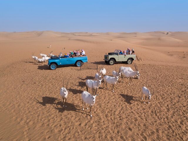 Uma manada de órix – o único animal selvagem que vimos durante a expedição ao deserto