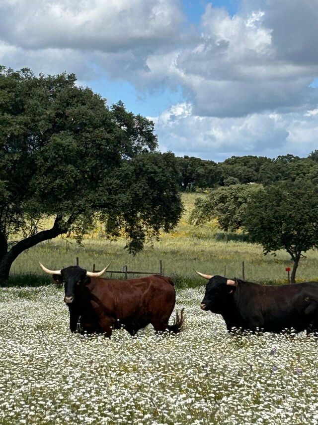 Paisagem no Monte de Matacães.