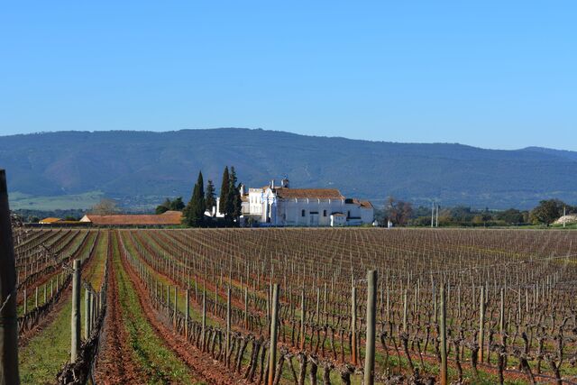 Vinhas de Borba.