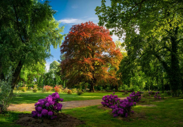 "Heart of the Dalkowskie Hills", na Polónia – a árvore que ficou em primeiro lugar no concurso Tree of The Year 2025