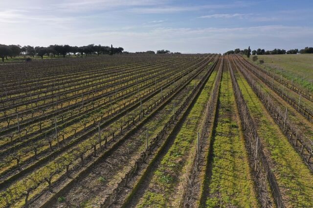 Costa Boal, Quinta do Cardeal Estremoz
