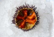 Ouriços. O marisco com um sabor impossível de imitar: mar