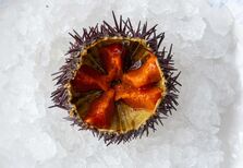 Ouriços. O marisco com um sabor impossível de imitar: mar