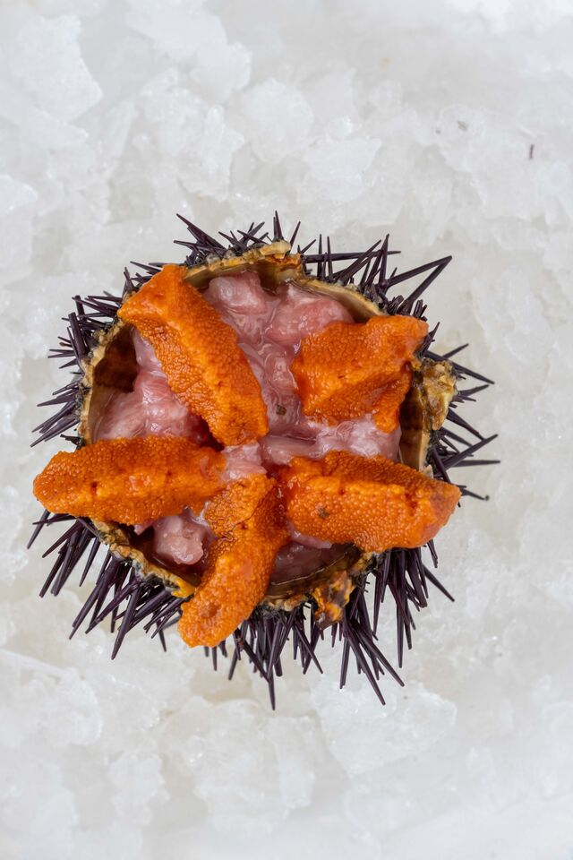 Tártaro de atum com emulsão de ouriços
