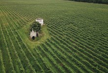 Loureiro, a nova casta estrela dos vinhos verdes