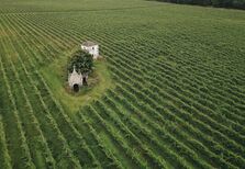 Loureiro, a nova casta estrela dos vinhos verdes