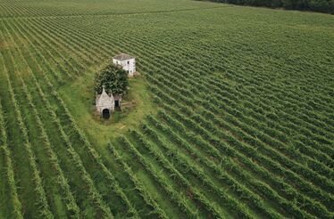 São Salvador da Torre: como o Loureiro se está a transformar na nova casta estrela dos vinhos verdes