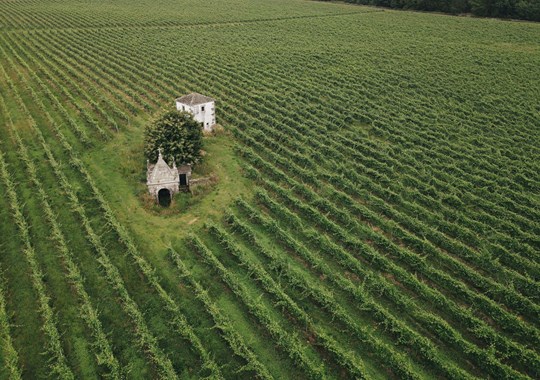 Loureiro, a nova casta estrela dos vinhos verdes