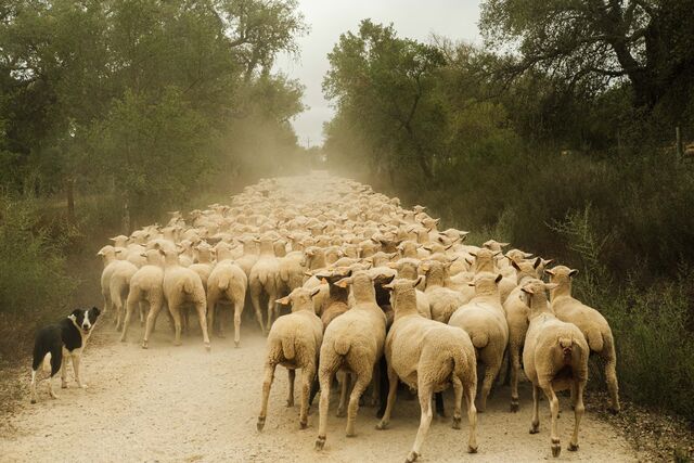 "Para ter um pasto bem comido é necessária uma alta carga animal que enquanto come fertiliza o solo e deixa microorganismos que depois trabalham a matéria orgânica. As ovelhas ajudam a renovar o solo."