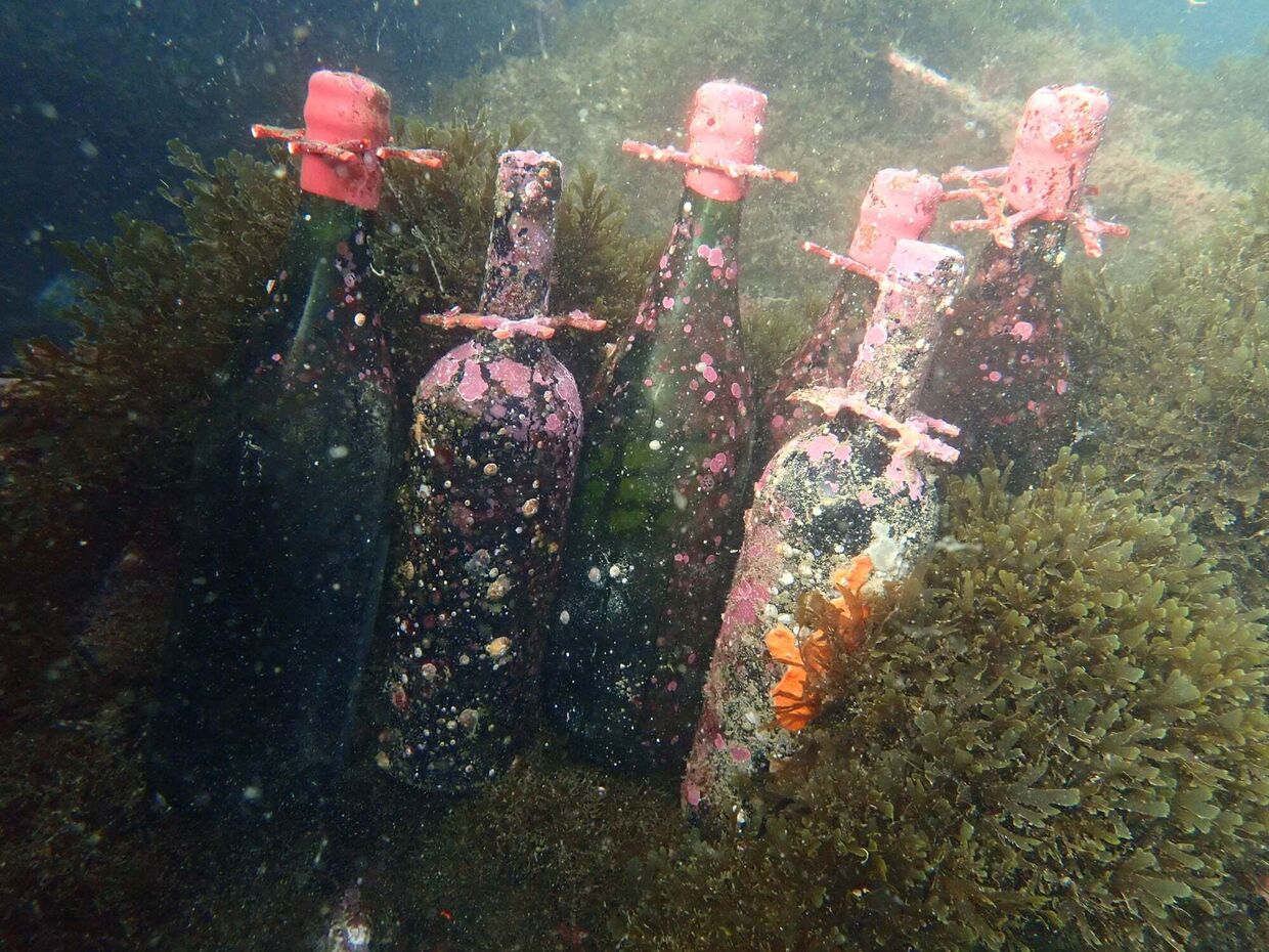A experiência é oferecida pela Ecoalga