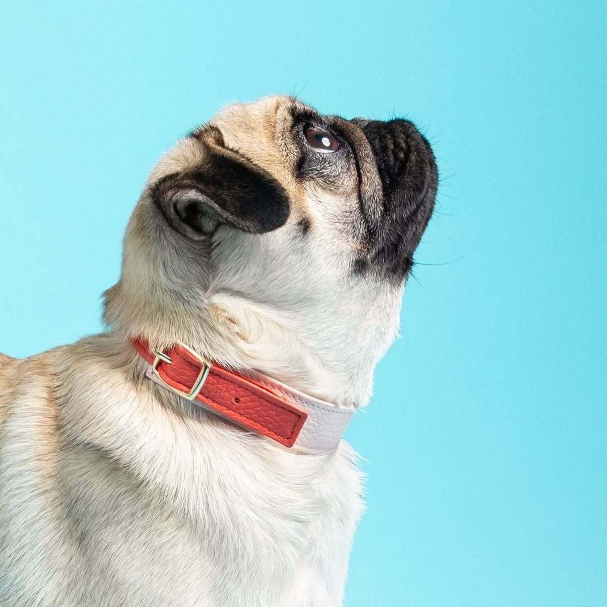 Gaya Marques Pinto cria artigos de luxo para cães inspirados na sua pug Gaya