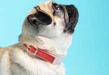 Gaya Marques Pinto: a marca irreverente que quer transformar a moda canina 