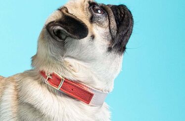Gaya Marques Pinto: a marca irreverente que quer transformar a moda canina 
