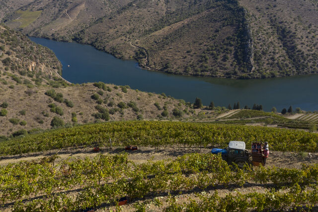 Vindima na adega sustentável do Douro Superior, projeto de João Portugal Ramos.
