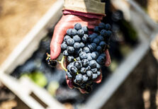 Arte e vinho, o sonho alentejano de um milionário inglês