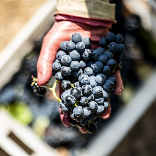 Arte e vinho, o sonho alentejano de um milionário inglês