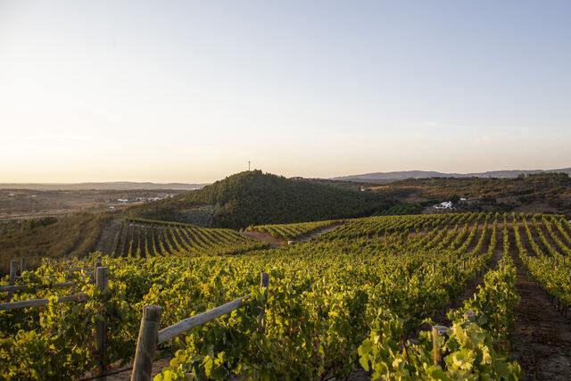 Vinhas Howard's Folly