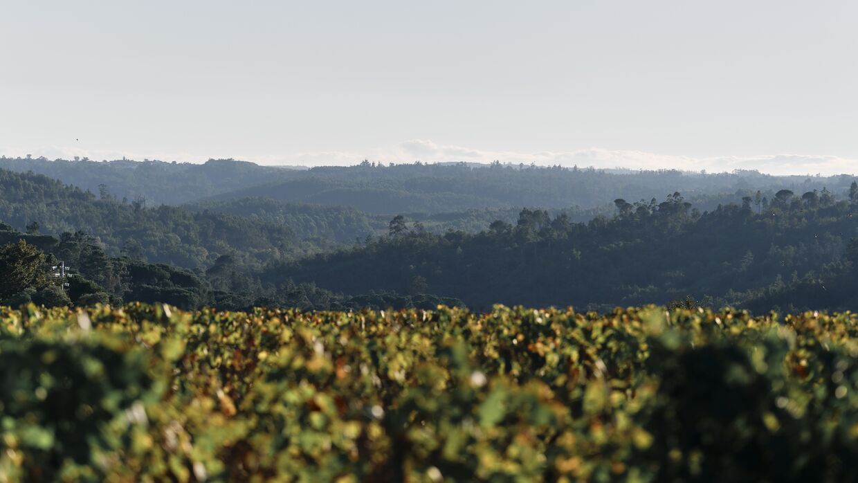 Quinta de Lemos