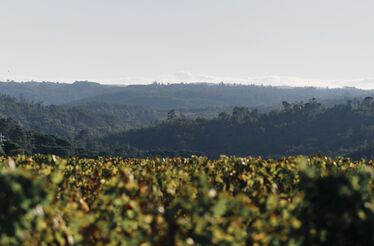 Quinta de Lemos. Vinte anos a produzir alguns dos melhores vinhos do Dão