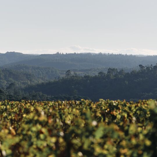 Quinta de Lemos. Vinte anos a produzir alguns dos melhores vinhos do Dão