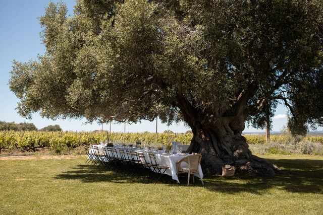 Oliveira centenária, Morgado do Quintão no Algarve