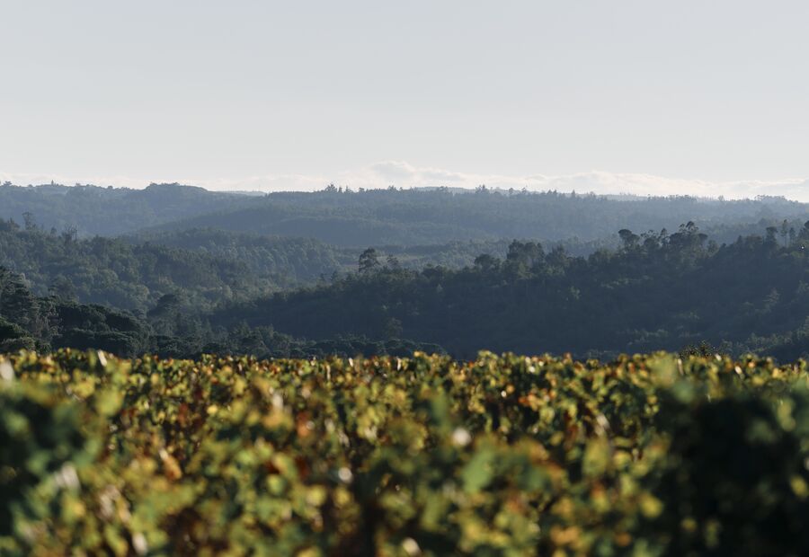 Quinta de Lemos. Vinte anos a produzir alguns dos melhores vinhos do Dão