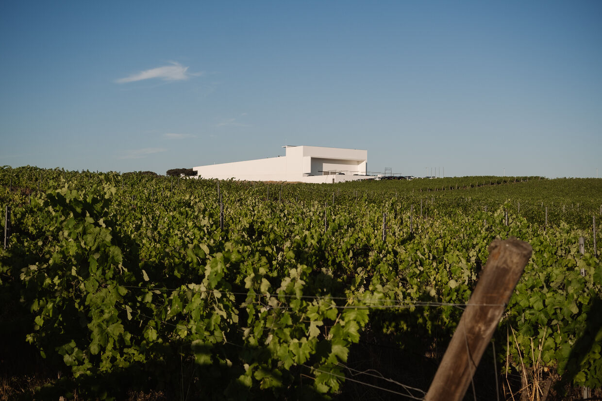 Viticultura regenerativa ganha força nas vinhas portuguesas, com produtores como Herdade das Servas e Quinta da Covela a liderar