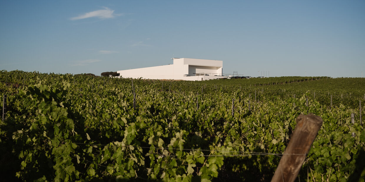 Viticultura regenerativa: a revolução verde nas vinhas portuguesas