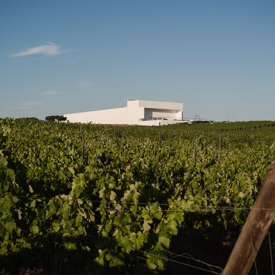 Viticultura regenerativa: a revolução verde nas vinhas portuguesas