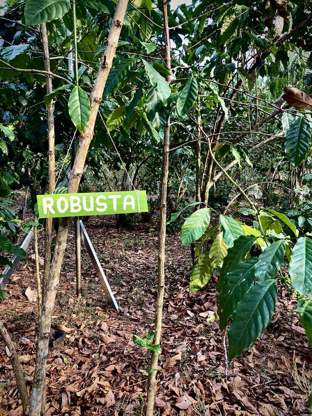 Plantação de café robusta no Laos mantém a tradição no Sudeste Asiático