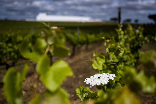 Vinha da Adega Mayor