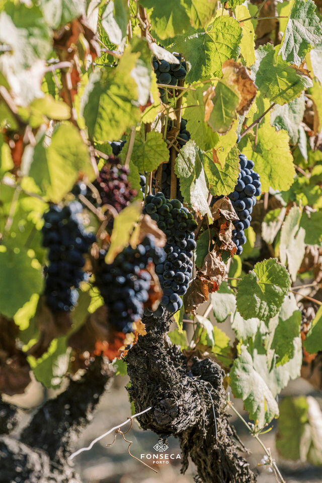 Harvest 2020, Quinta do Panascal 