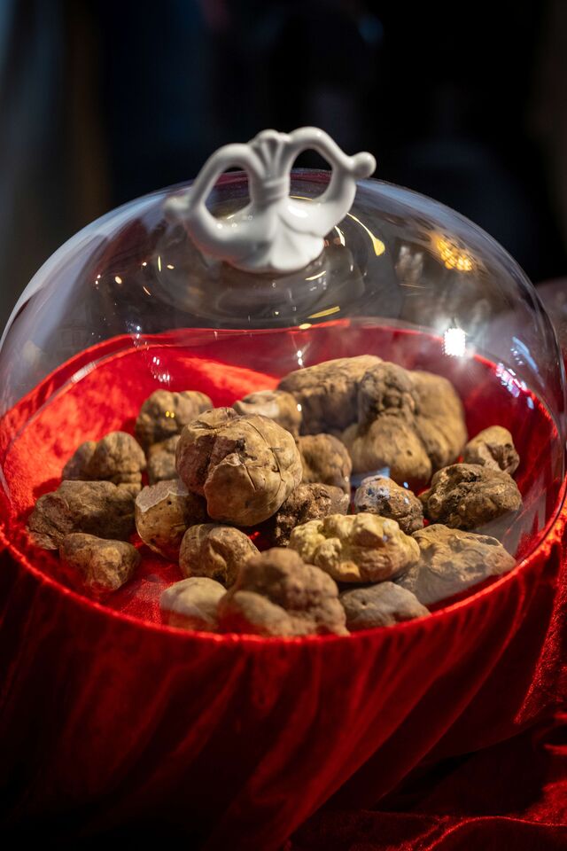 Trufas brancas,  uma iguaria cobiçada em todo o mundo.