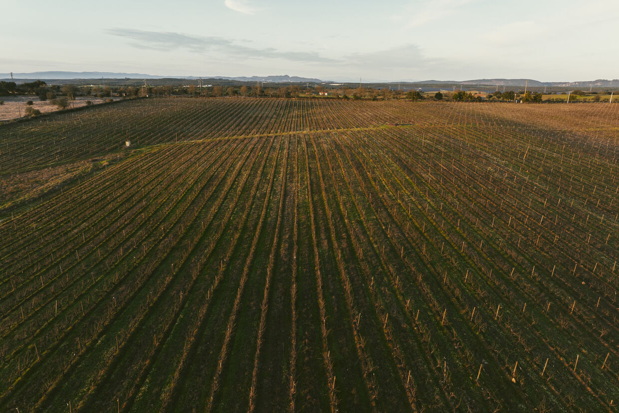 Vinha e enoturismo em Nisa, um sonho concretizado por Luiz Landeiro