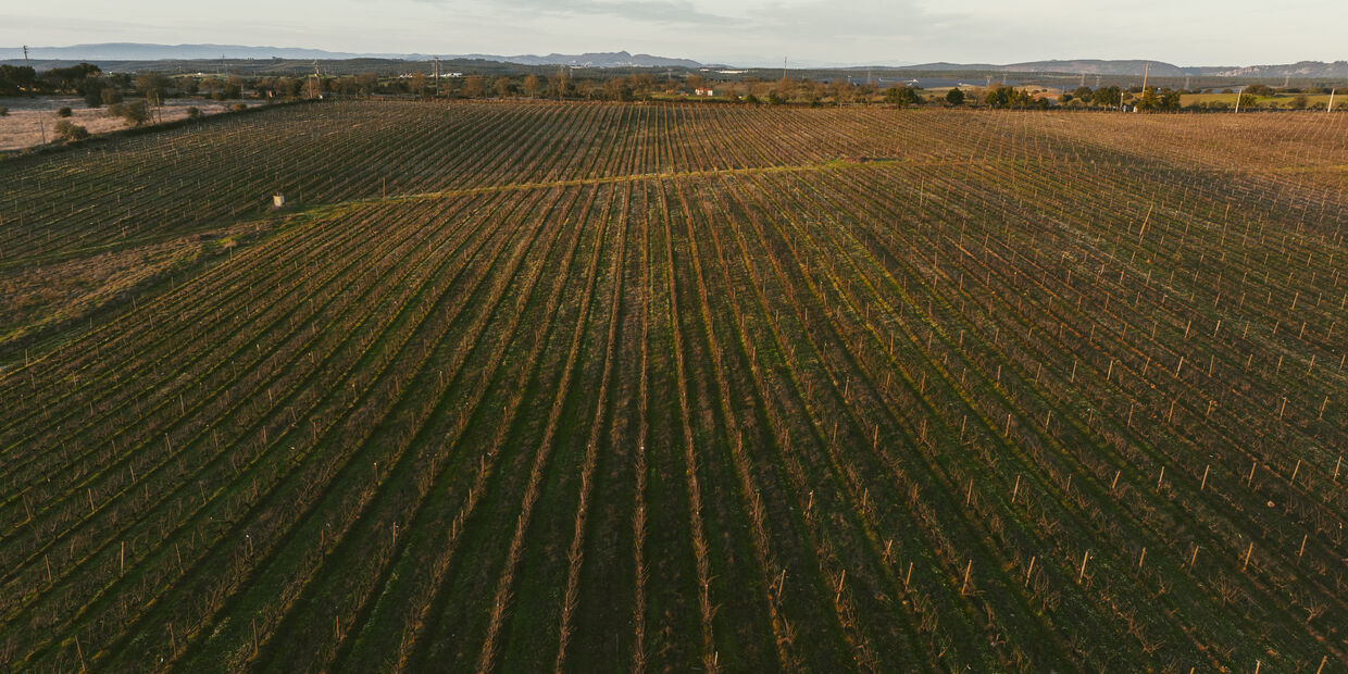 Um desígnio para Nisa: uma vinha, um enoturismo, uma adega  