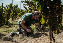 O homem faz o vinho: a história de Hamilton Reis e do Natus