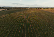 Um desígnio para Nisa: uma vinha, um enoturismo, uma adega  